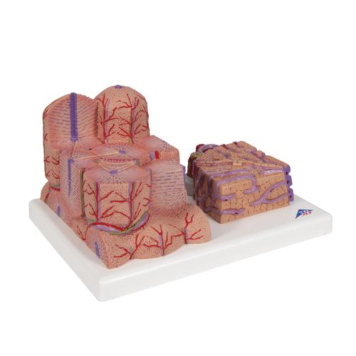 3B MICROanatomy Liver Model, 1000312 [K24], Digestive System Models