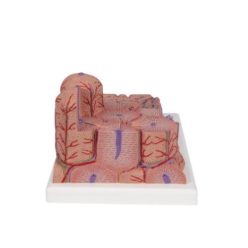 3B MICROanatomy Liver Model, 1000312 [K24], Microanatomy Models 