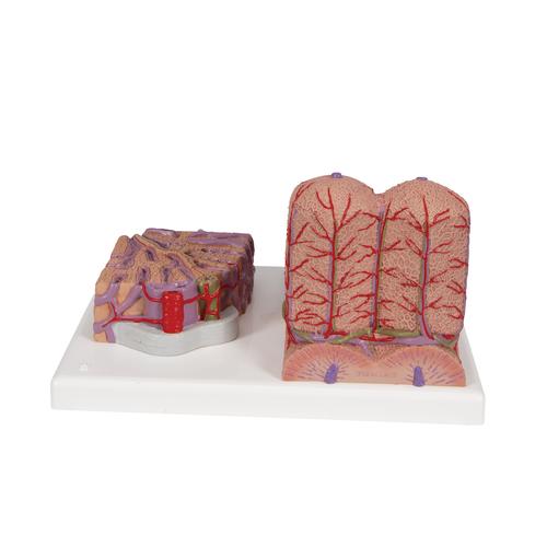 3B MICROanatomy Hígado, 1000312 [K24], Modelos del Sistema Digestivo