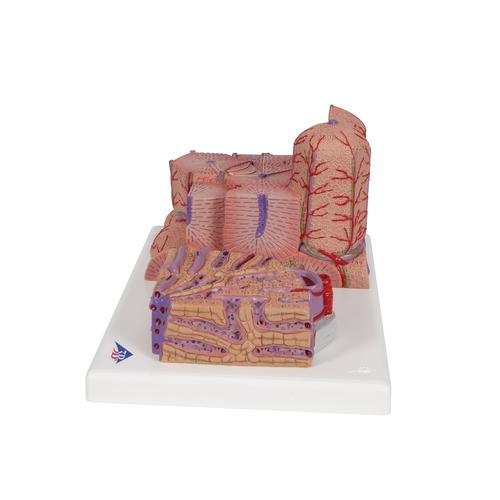 3B MICROanatomy Hígado, 1000312 [K24], Modelos del Sistema Digestivo