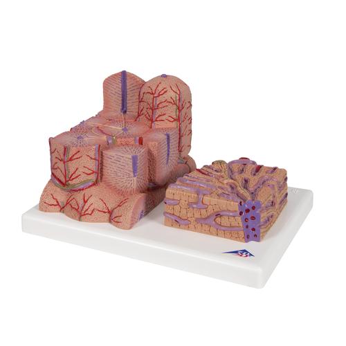 3B MICROanatomy Hígado, 1000312 [K24], Modelos del Sistema Digestivo