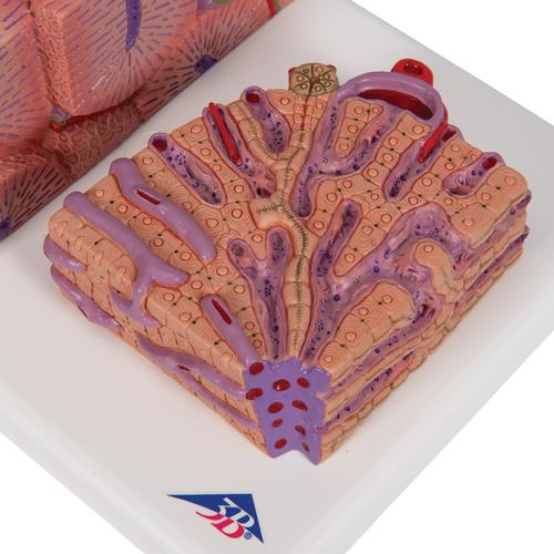 3B MICROanatomy Liver Model, 1000312 [K24], Microanatomy Models 