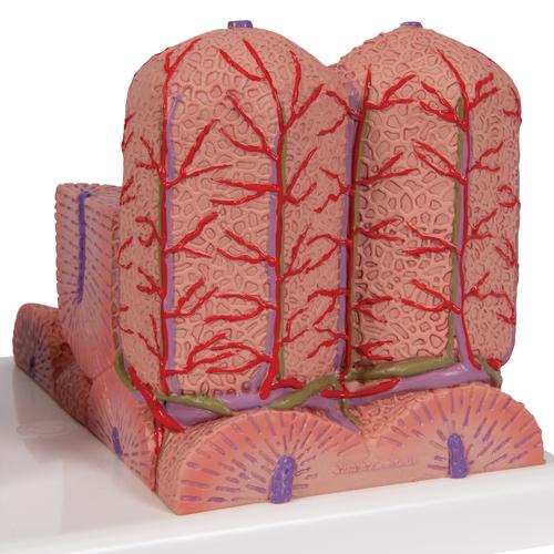 Foie 3B MICROanatomy, 1000312 [K24], Modèles de systèmes digestifs