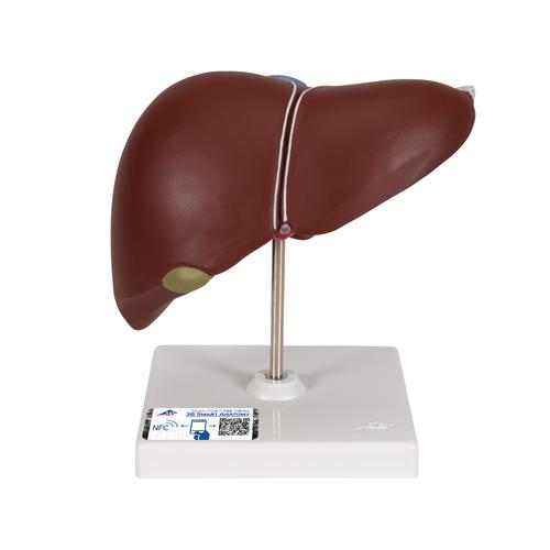 Liver Model with Gall Bladder, 1014209 [K25], Digestive System Models