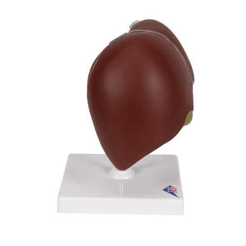 Liver Model with Gall Bladder, 1014209 [K25], Digestive System Models