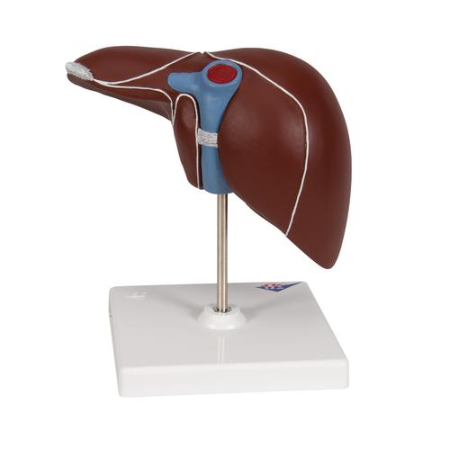 Liver Model with Gall Bladder, 1014209 [K25], Digestive System Models