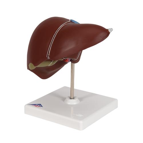 Liver Model with Gall Bladder, 1014209 [K25], Digestive System Models