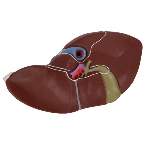 Liver Model with Gall Bladder, 1014209 [K25], Digestive System Models