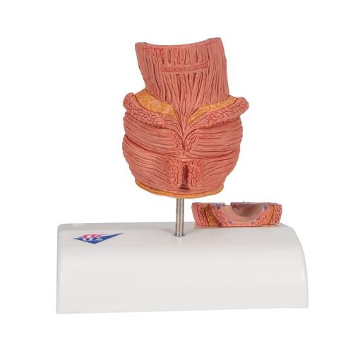 치질 모형

Hemorrhoid Model, 1000315 [K27], 소화기 모형