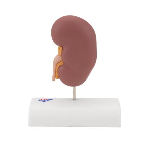 신장결석 모형

Kidney Stone Model, 1000316 [K29], 비뇨기계 모형