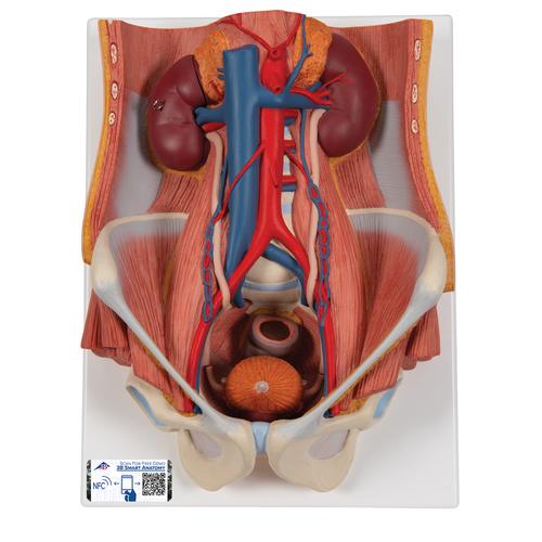 Dual Sex Urinary System Model, 6 part, 1000317 [K32], Urology Models