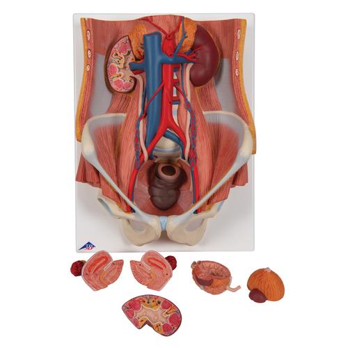 Dual Sex Urinary System Model, 6 part, 1000317 [K32], Urology Models