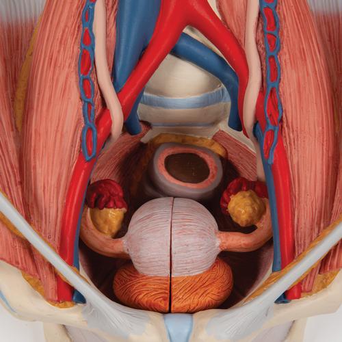 Dual Sex Urinary System Model, 6 part, 1000317 [K32], Urology Models