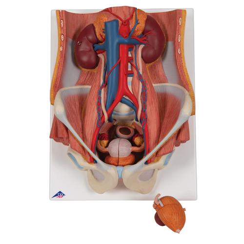 Dual Sex Urinary System Model, 6 part, 1000317 [K32], Urology Models