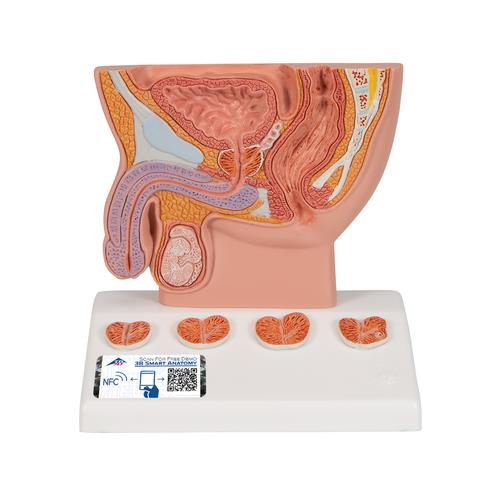 Modèle de prostate, échelle 1/2, 1000319 [K41], Modèles de systèmes urinaires