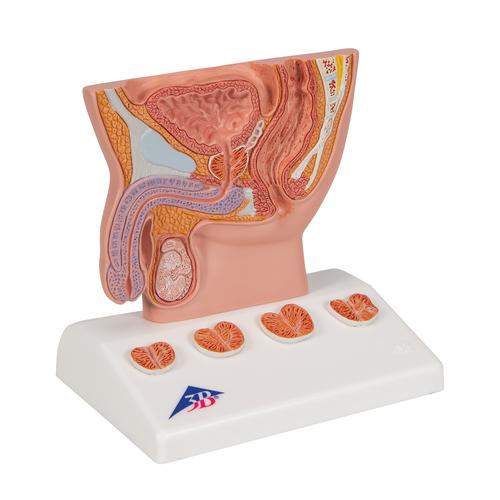 Modèle de prostate, échelle 1/2, 1000319 [K41], Modèles de systèmes urinaires