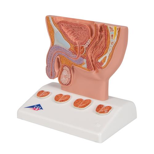 Prostat Modeli, 1/2 boyutunda, 1000319 [K41], Saglik egitimi - Erkekler