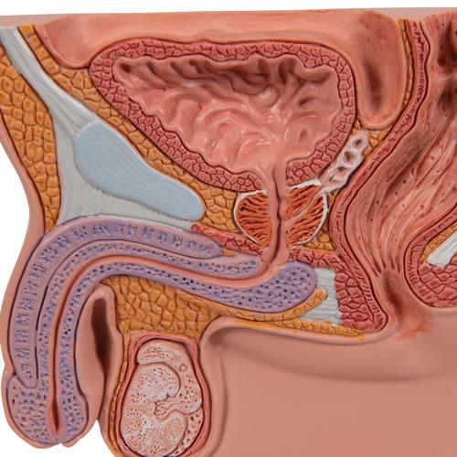 Prostata Modell, 1/2 Größe, 1000319 [K41], Gesundheitserziehung - Mann