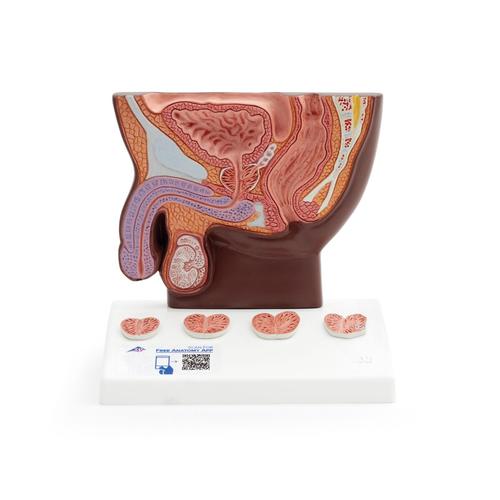 Modèle de prostate, échelle 1/2, peau foncée - 3B Smart Anatomy, 1024384 [K41D], Education à la santé Homme