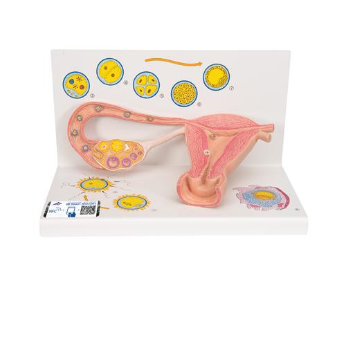 Ovaries & Fallopian Tubes Model with Stages of Fertilization, 2-times magnified, 1000320 [L01], Women's Health Education