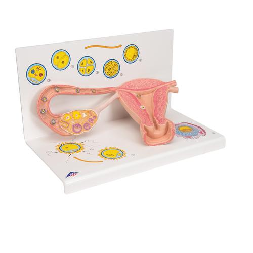 Eierstockmodell mit Stadien der Befruchtung & Zellentwicklung, 2-fache Vergrößerung, 1000320 [L01], Gesundheitserziehung - Frau