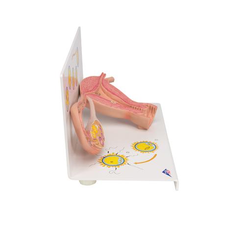 Ovaries & Fallopian Tubes Model with Stages of Fertilization, 2-times magnified, 1000320 [L01], Human