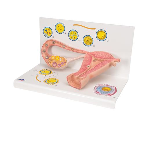 Ovaries & Fallopian Tubes Model with Stages of Fertilization, 2-times magnified, 1000320 [L01], Human