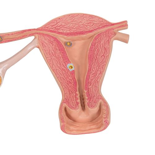 Ovaries & Fallopian Tubes Model with Stages of Fertilization, 2-times magnified, 1000320 [L01], Human