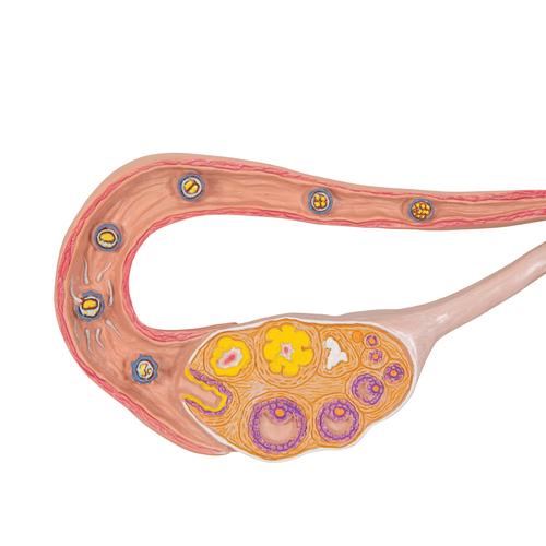 Ovaries & Fallopian Tubes Model with Stages of Fertilization, 2-times magnified, 1000320 [L01], Pregnancy Models