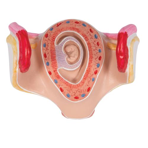 Embryo Modell, 1. Monat, 1000322 [L10/1], Mensch