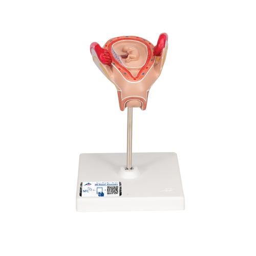 2개월의 태아 모형 Embryo Model, 2nd Month, 1000323 [L10/2], 임신 모형