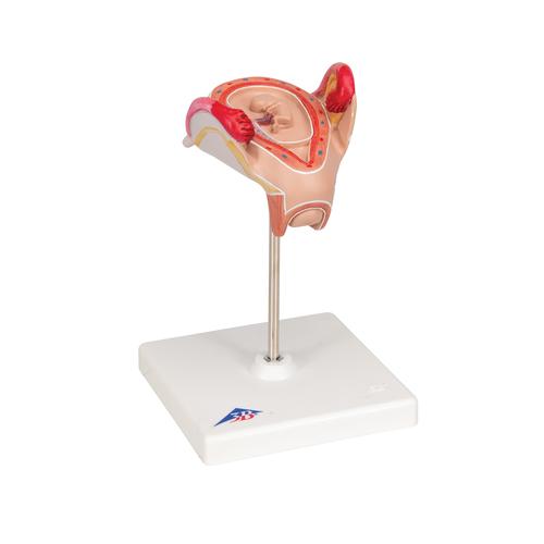 2개월의 태아 모형 Embryo Model, 2nd Month, 1000323 [L10/2], 임신 모형