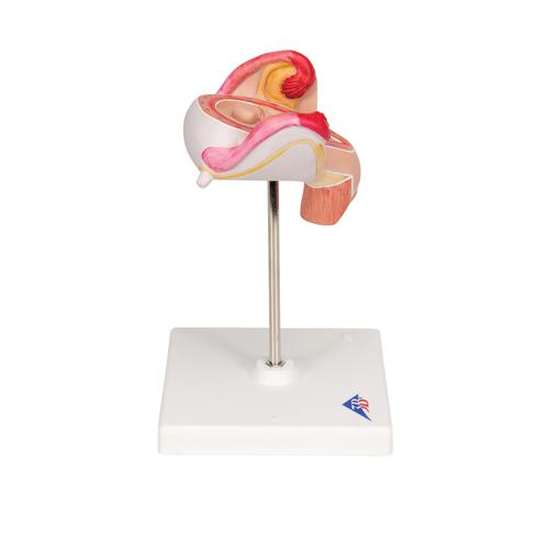 2개월의 태아 모형 Embryo Model, 2nd Month, 1000323 [L10/2], 임신 모형