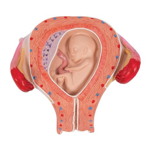 Fetus Modell, 3. Monat, 1000324 [L10/3], Schwangerschaft