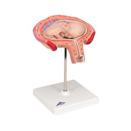 Плод, 4 месяца, абдоминальное положение, 1018626 [L10/4], Модели по оплодотворению и эмбриональному развитию человека