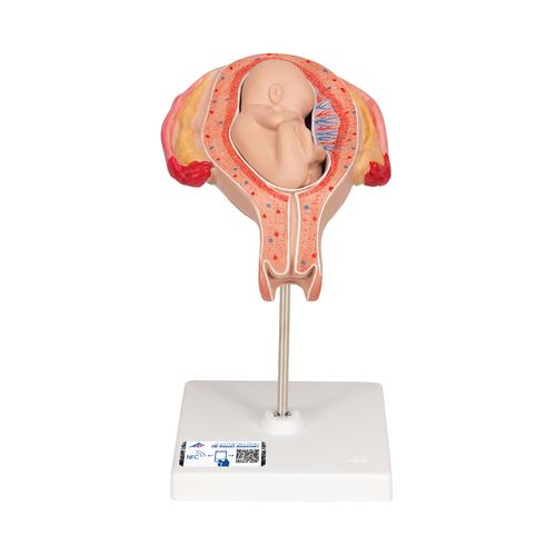 Fetus Model, 5th Month in Breech Position, 1018630 [L10/5], Human