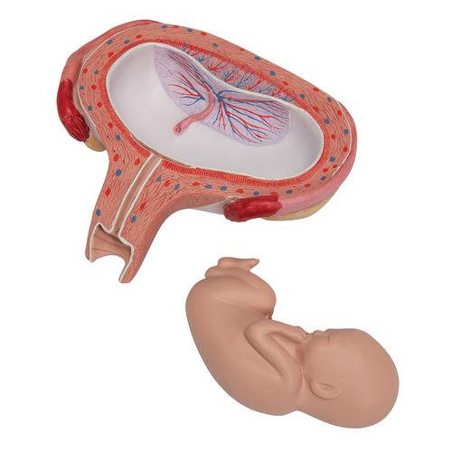 Fetus Model, 5th Month in Dorsal Position, 1000327 [L10/6], Pregnancy Models