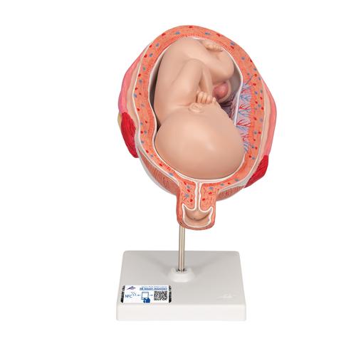 Fetus Modell, 7. Monat, 1000329 [L10/8], Schwangerschaft