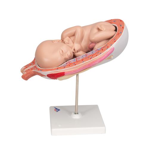 Fetus Modell, 7. Monat, 1000329 [L10/8], Mensch