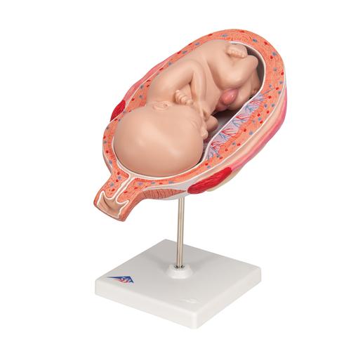 Fetus Modell, 7. Monat, 1000329 [L10/8], Schwangerschaft