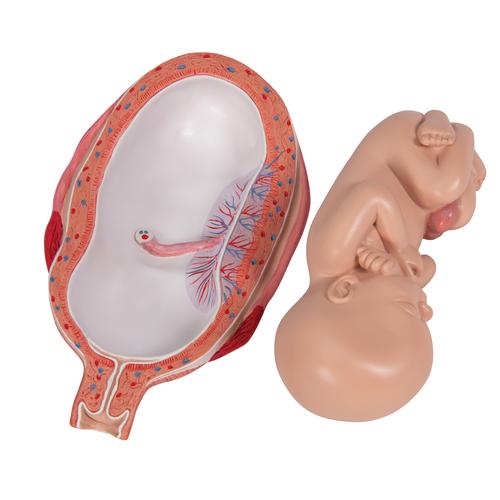 Fetus Modell, 7. Monat, 1000329 [L10/8], Schwangerschaft