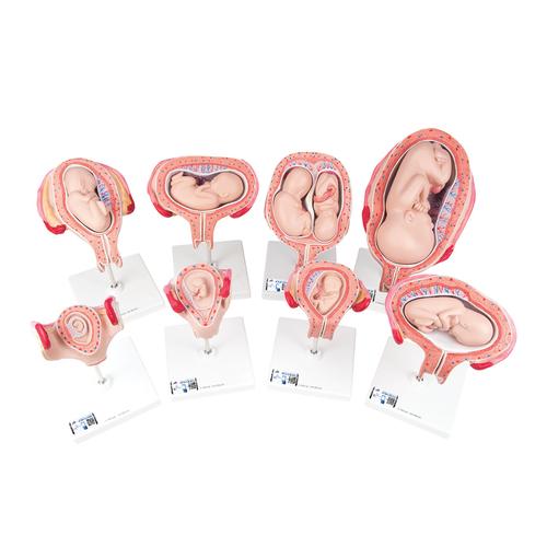 Pregnancy Models Series, 8 Individual Embryo & Fetus Models, 1018627 [L10], Pregnancy Models