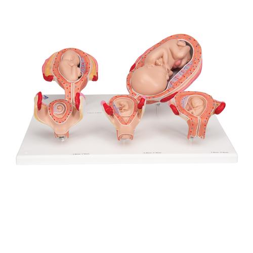 Pregnancy Models Series, 5 Embryo & Fetus Models on a Base, 1018633 [L11/9], Human