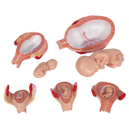 Pregnancy Models Series, 5 Embryo & Fetus Models on a Base, 1018633 [L11/9], Pregnancy Models