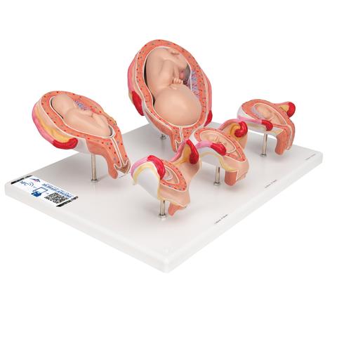 Pregnancy Models Series, 5 Embryo & Fetus Models on a Base, 1018633 [L11/9], Pregnancy Models