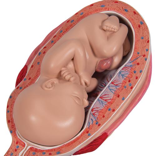 Pregnancy Models Series, 5 Embryo & Fetus Models on a Base, 1018633 [L11/9], Pregnancy Models