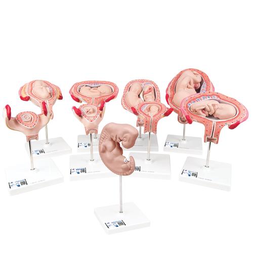 Deluxe Pregnancy Models Series, 9 Individual Embryo & Fetus Models, 1018628 [L11], Pregnancy Models