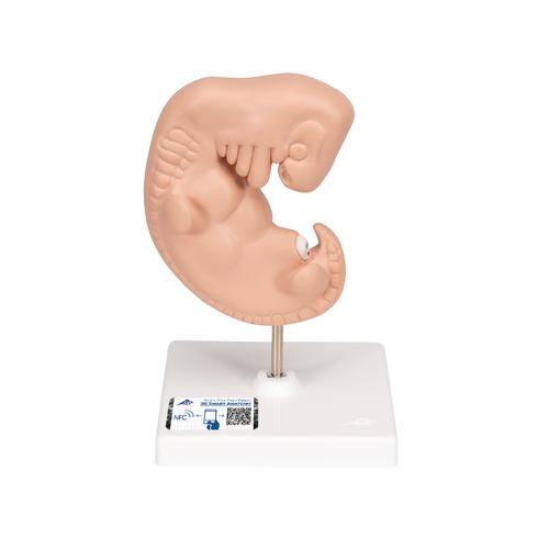 Human Embryo Model, 25 times Life-Size, 1014207 [L15], Pregnancy Models