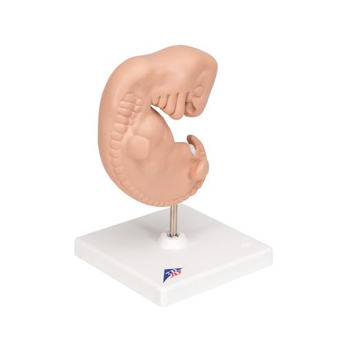 Human Embryo Model, 25 times Life-Size, 1014207 [L15], Pregnancy Models