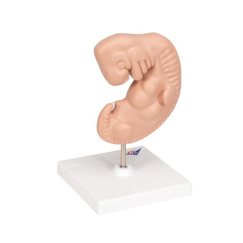 인간 배아 모형 Human Embryo Model, 25 times Life-Size, 1014207 [L15], 임신 모형